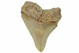 Fossil Megalodon Tooth - North Carolina #258108-1